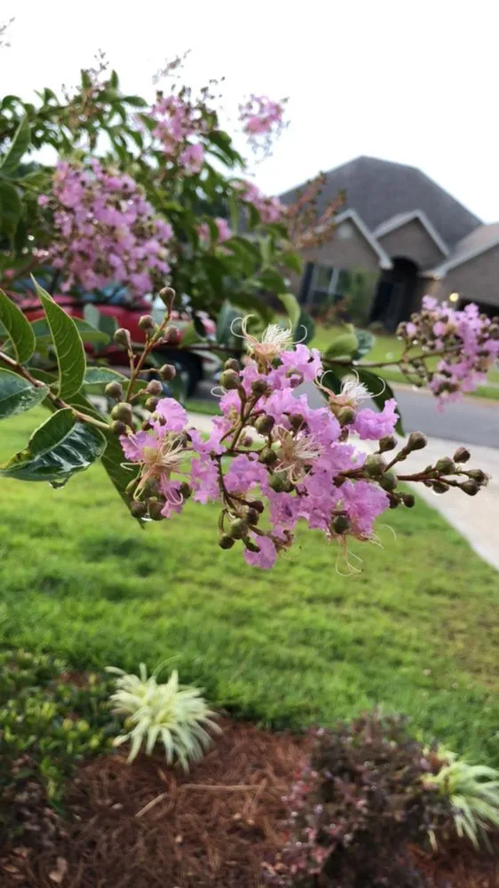 Local outdoor landscaping in Mobile, AL by Mobile Lawncare