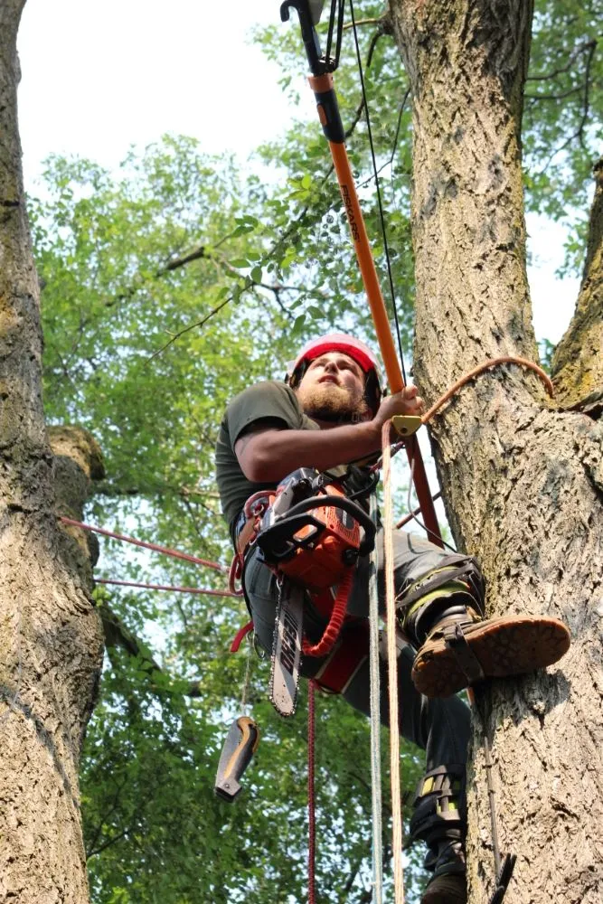 Custom yard maintenance experts serving Detroit, MI - Mobile Milling in the Metro