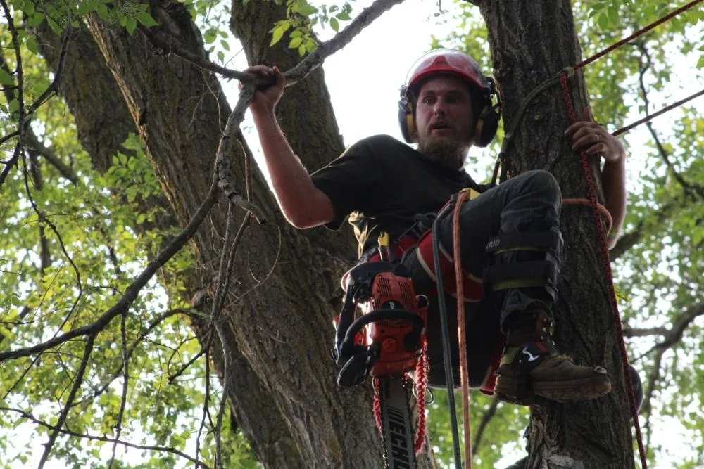 Professional residential landscaping in Detroit, MI - Mobile Milling in the Metro