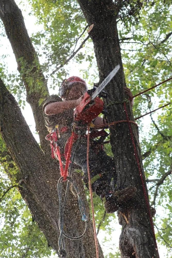 Custom landscaping services for beautiful yards in Detroit, MI by Mobile Milling in the Metro