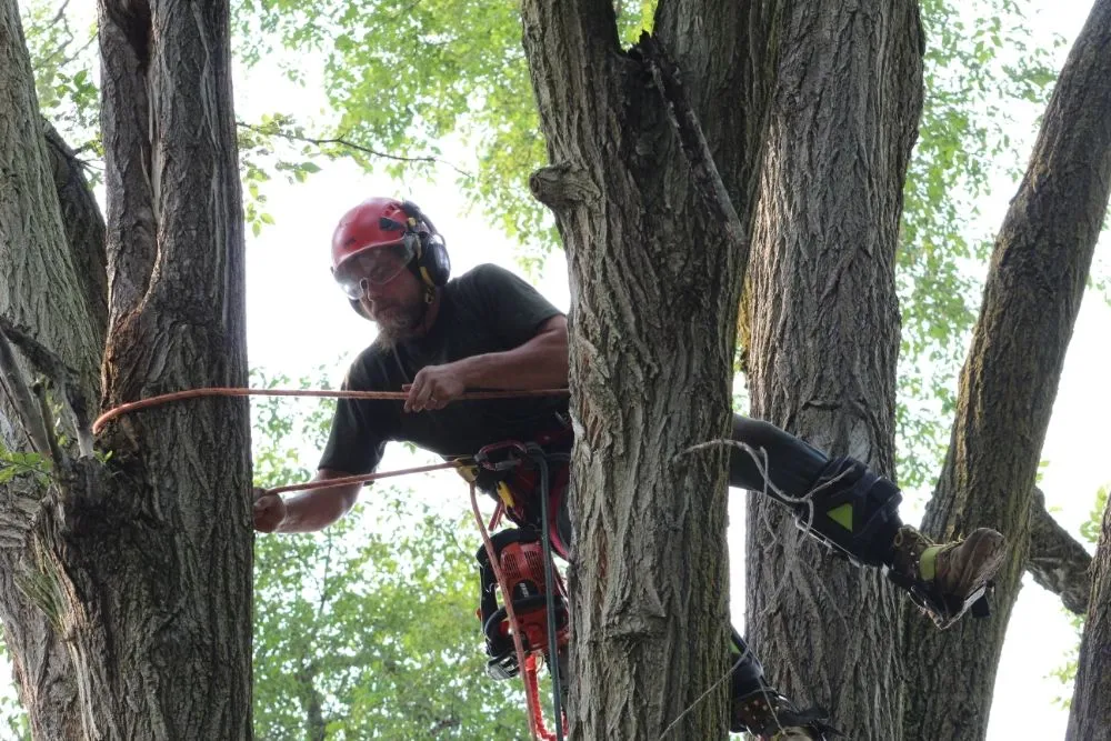 Affordable landscaping services near you across Detroit, MI - Mobile Milling in the Metro