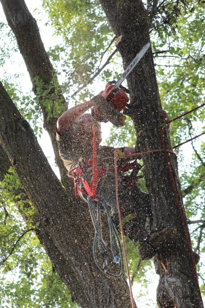 Reliable residential landscaping in Detroit, MI by Mobile Milling in the Metro