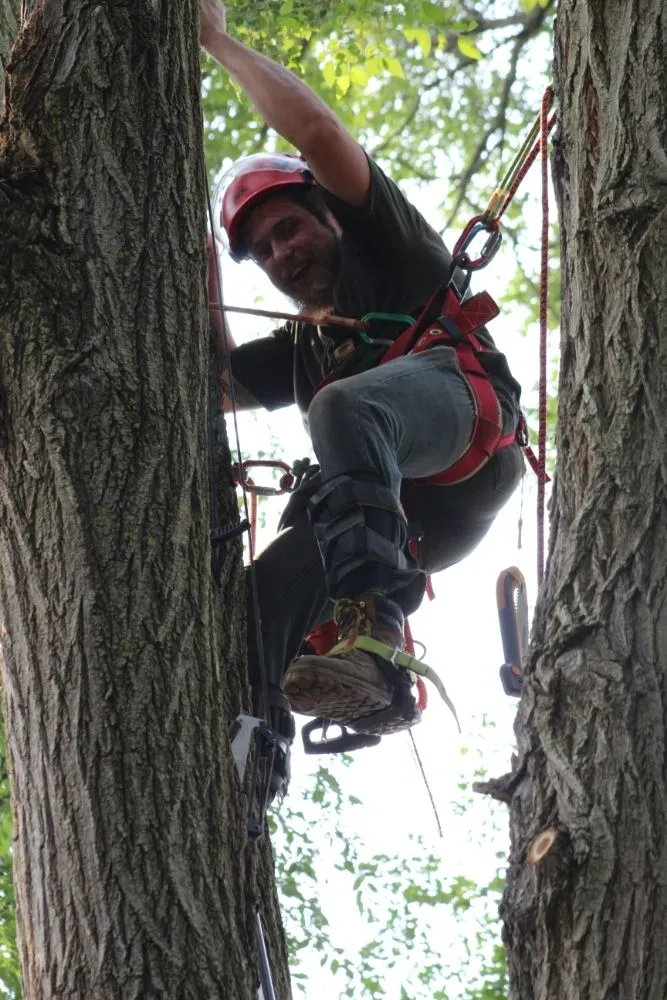 Trusted yard maintenance in Detroit, MI - Mobile Milling in the Metro