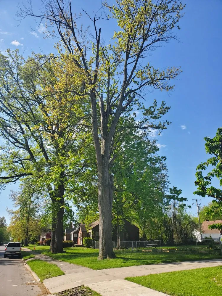 Trusted landscaping services experts serving Detroit, MI - Mobile Milling in the Metro