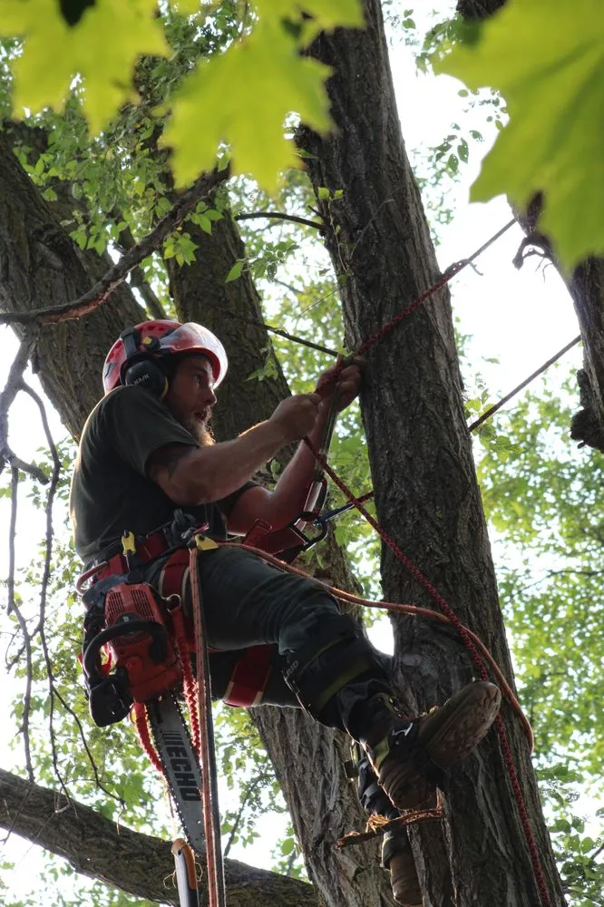 Top-rated residential landscaping with custom design across Detroit, MI - Mobile Milling in the Metro