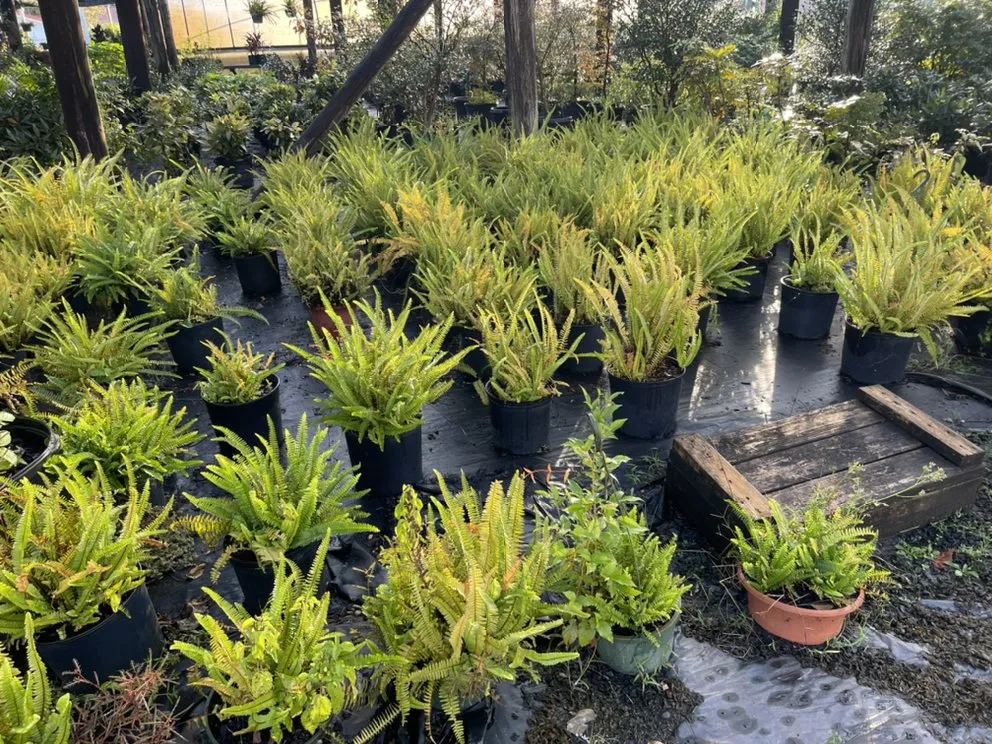 Local yard cleanup service with custom design in Conway, SC by Mobile Pro Clean