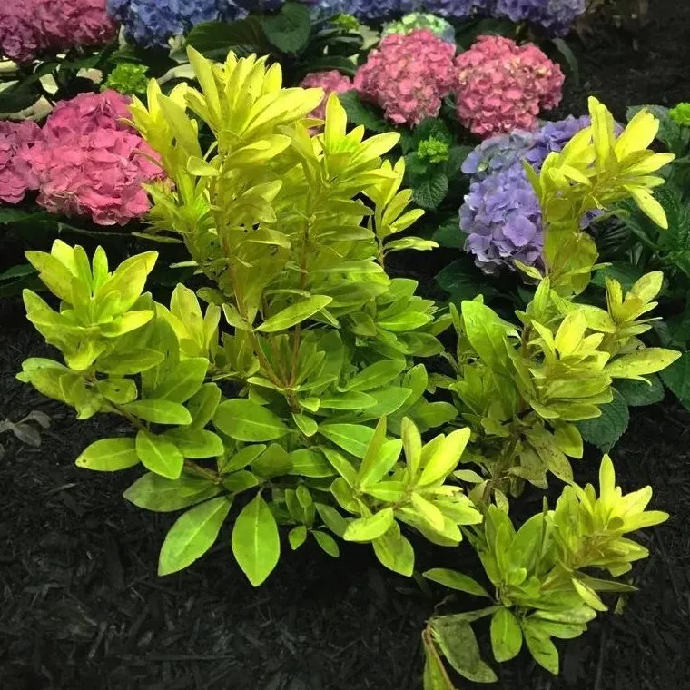 Custom yard cleanup service in Augusta, GA by Mobley Irrigation Landscape Construction