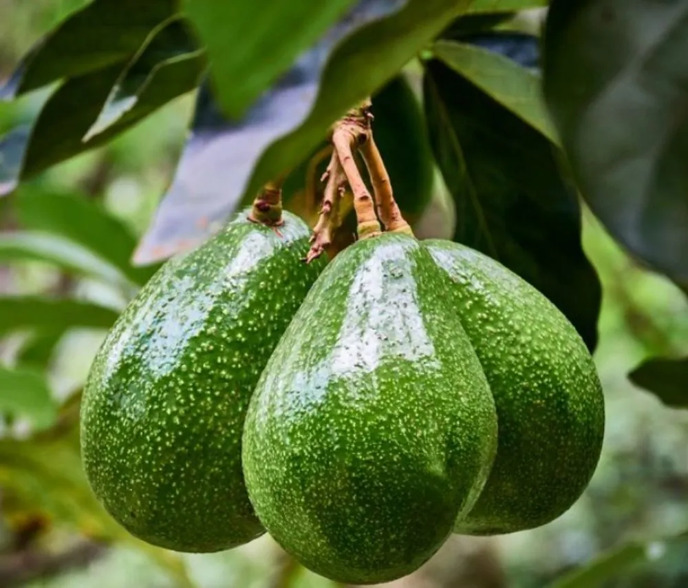 Reliable yard cleanup service for outdoor upgrades across Panama City, FL - Mock One Services