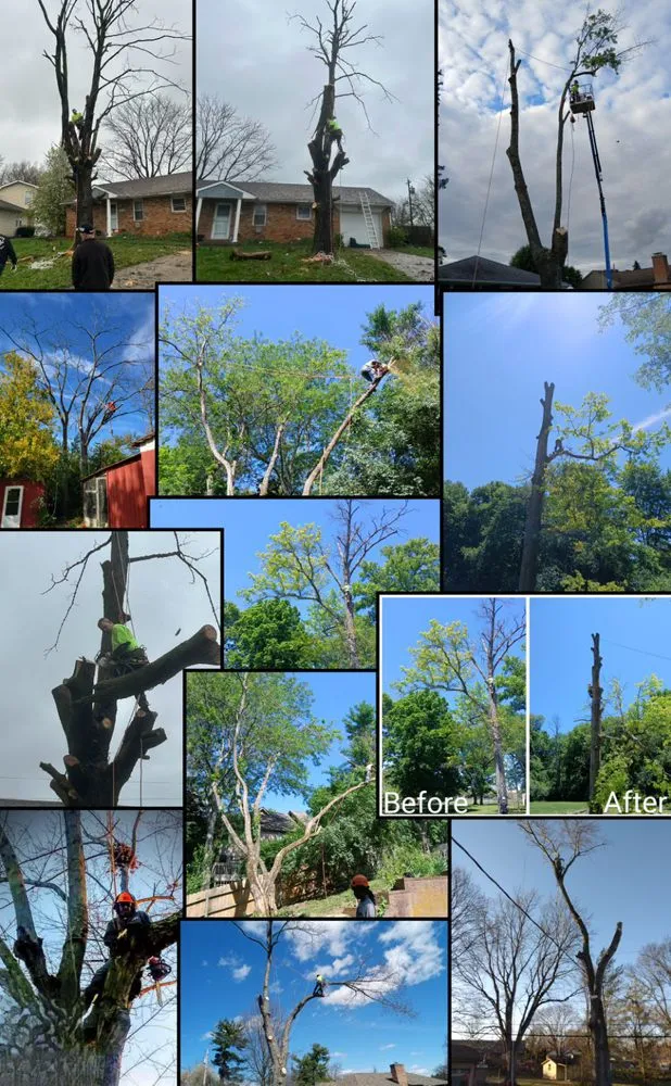 Professional landscaping services in Fairborn, OH by Mocks Tree Soultions