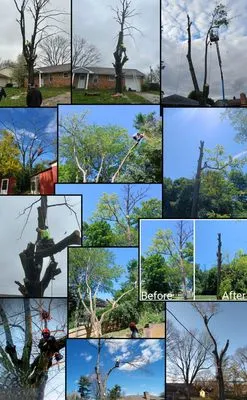 Mocks Tree Soultions Logo