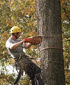 Local landscape design in Coralville, IA - Model Tree
