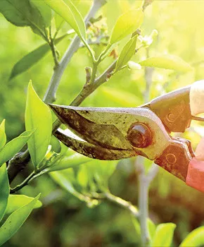 Custom lawn mowing service experts serving Coralville, IA - Model Tree