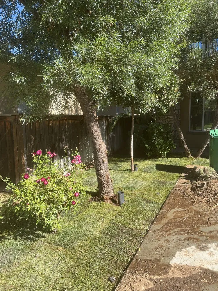 Affordable yard cleanup service for beautiful yards across Murrieta, CA - Modern Backcountry Solutions