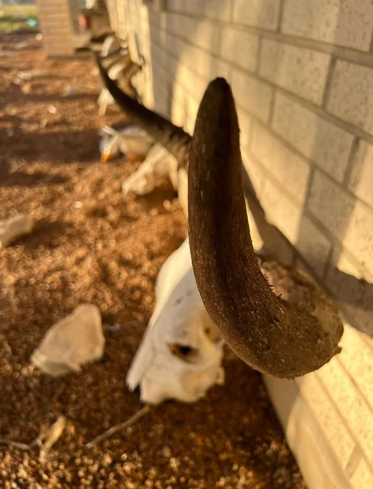 Affordable outdoor landscaping in Austin, TX by Modern Designs of Texas