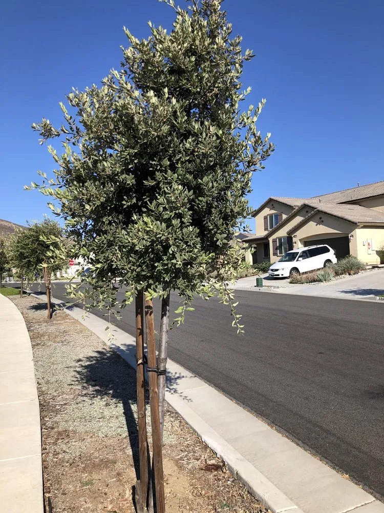 Custom landscaping services for beautiful yards in Hemet, CA by Modern Garden Landscaping