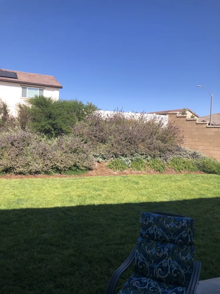 Professional yard cleanup service for residential properties across Hemet, CA - Modern Garden Landscaping