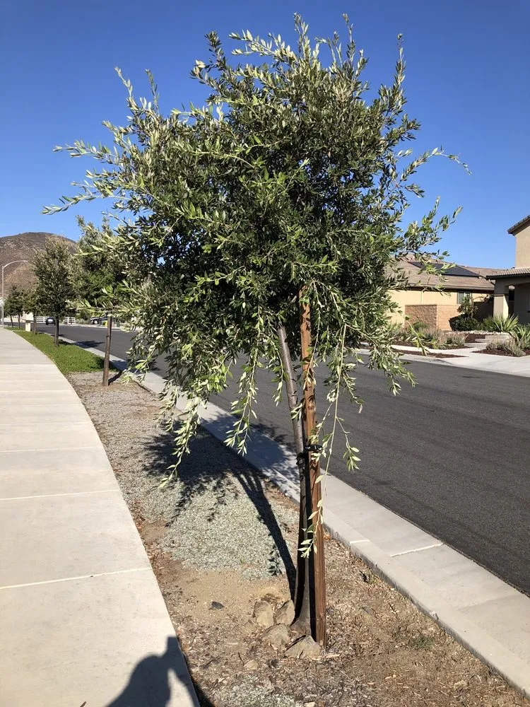 Local landscape installation for year-round maintenance across Hemet, CA - Modern Garden Landscaping
