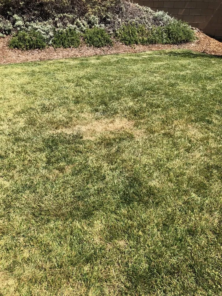 Affordable landscape design in Hemet, CA - Modern Garden Landscaping