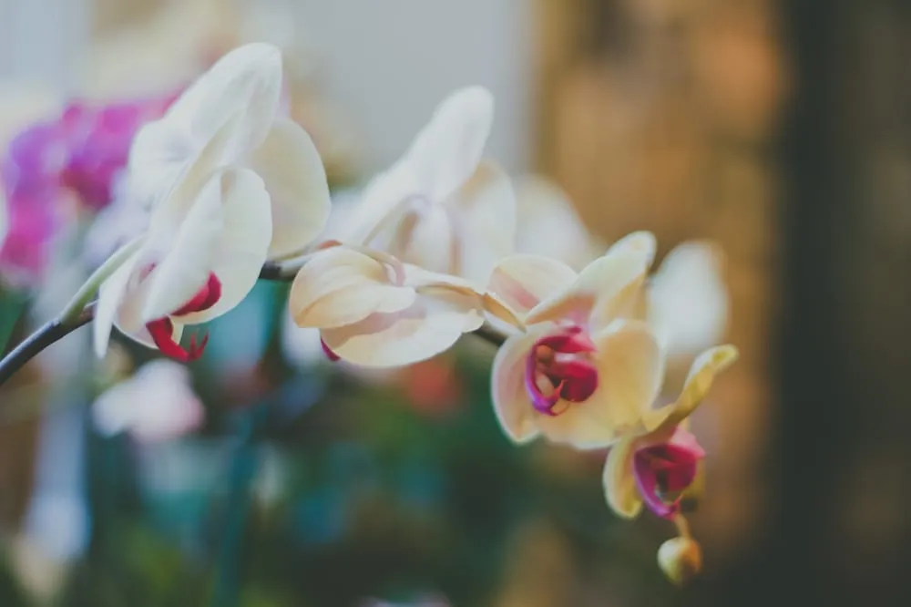 Trusted yard maintenance for beautiful yards in Reedsville, WV by Modern Homestead