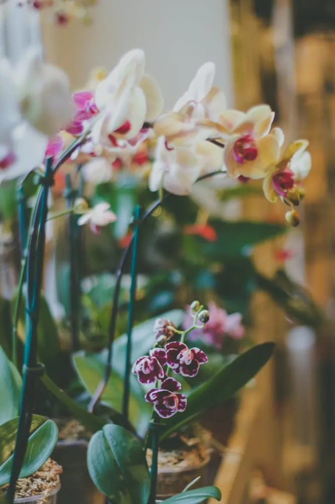 Local yard maintenance for year-round maintenance in Reedsville, WV by Modern Homestead