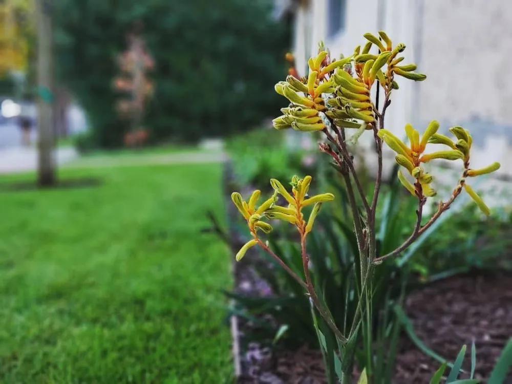 Custom yard maintenance experts serving Santa Clarita, CA - Modern Landscape Development