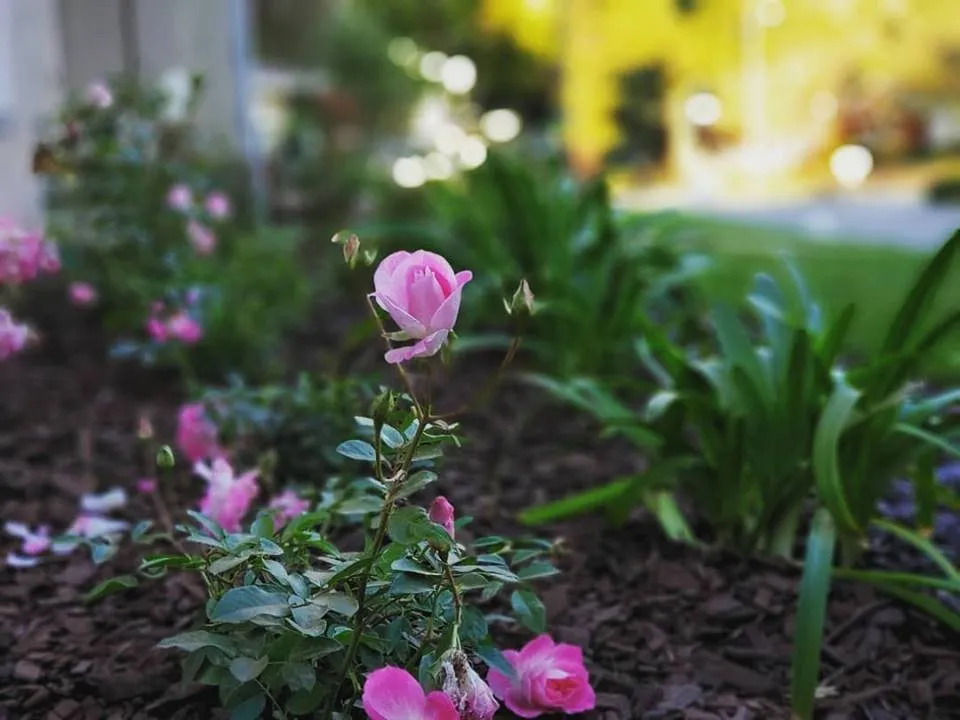 Top-rated landscape installation in Santa Clarita, CA by Modern Landscape Development