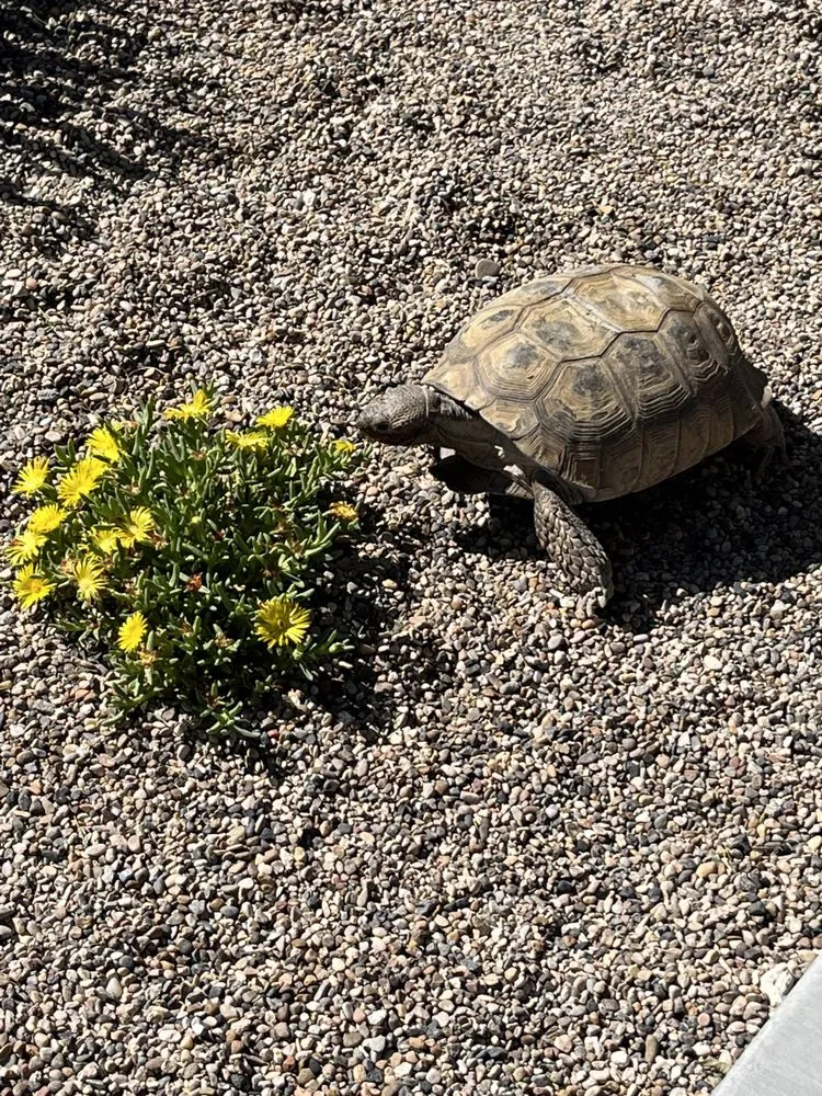 Trusted landscape design experts serving Las Vegas, NV - Modern Landscape