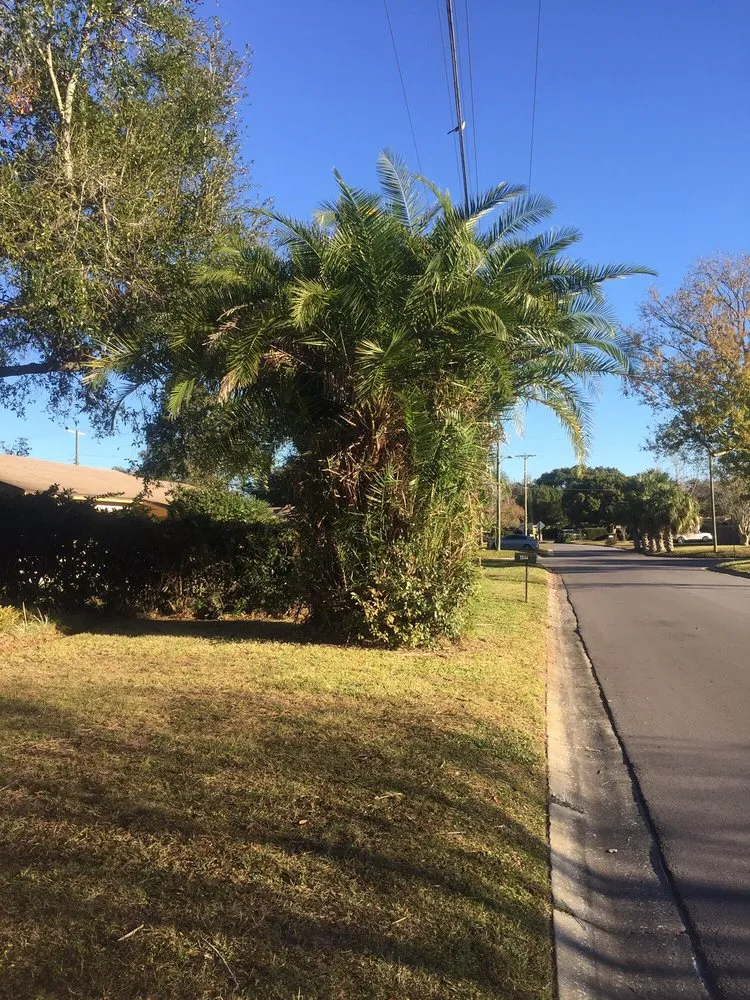 Reliable outdoor landscaping for beautiful yards in Winter Park, FL by Modern Lawn Care