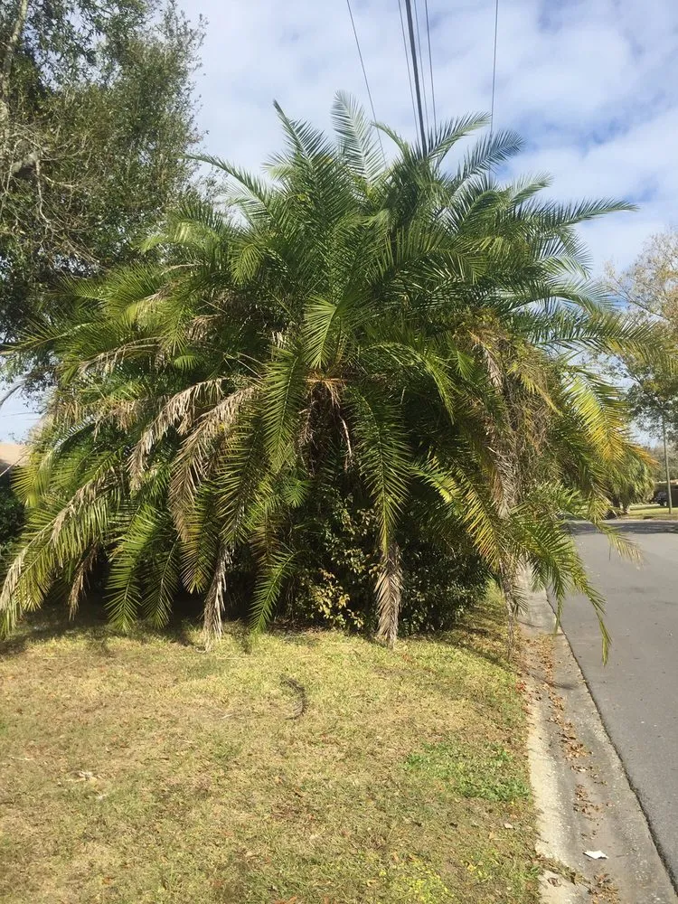 Trusted outdoor landscaping for residential properties in Winter Park, FL by Modern Lawn Care