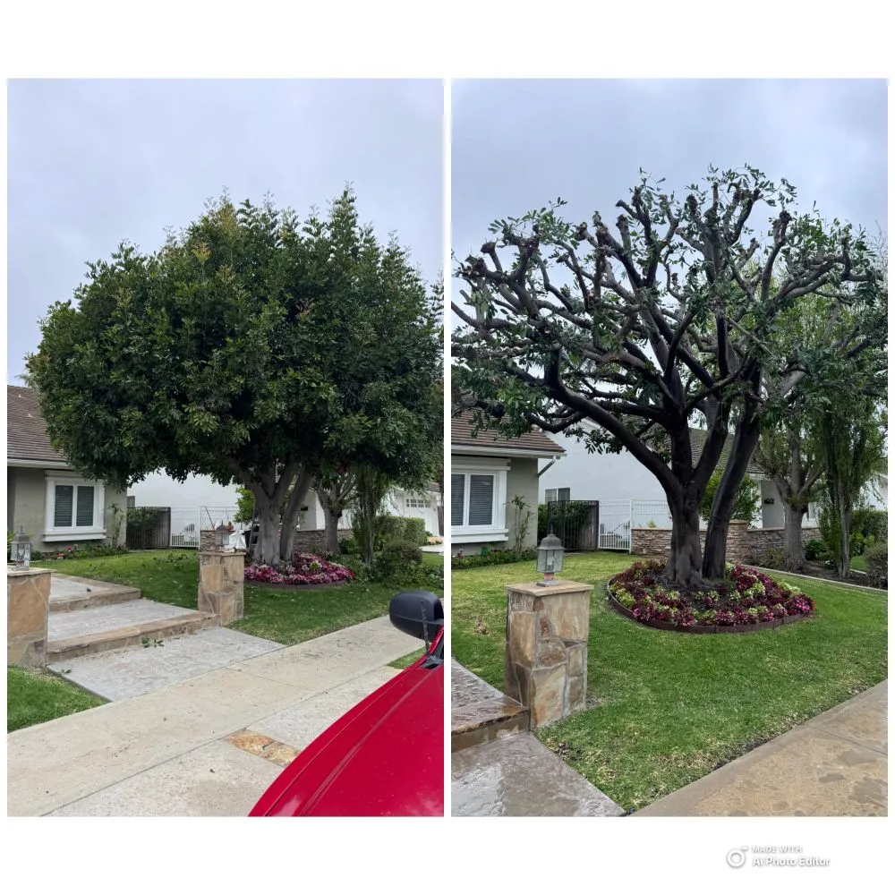 Custom landscape design for year-round maintenance in Costa Mesa, CA by Modern Lawns