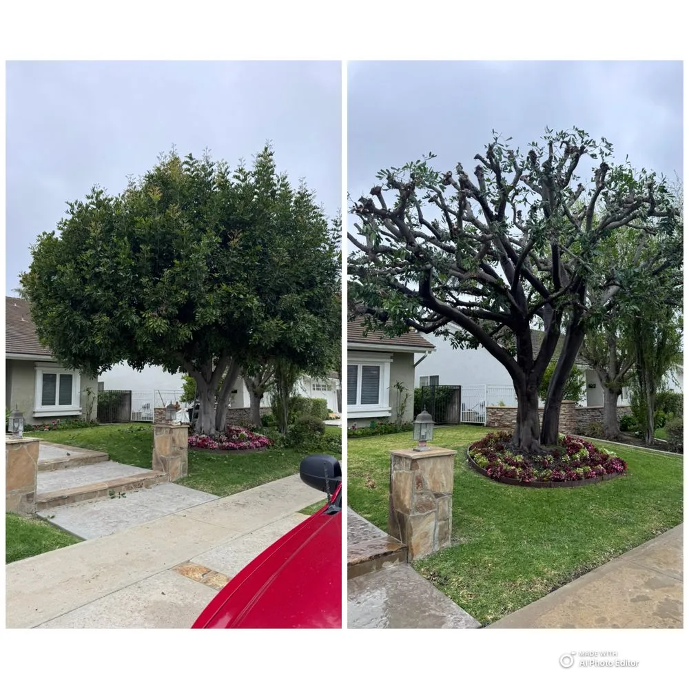 Expert lawn care service in Costa Mesa, CA by Modern Lawns