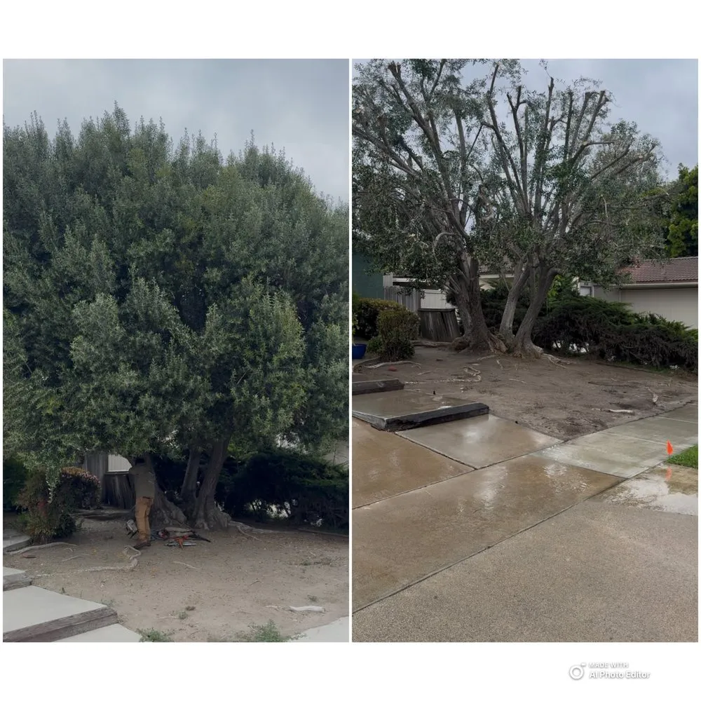 Expert lawn mowing service experts serving Costa Mesa, CA - Modern Lawns