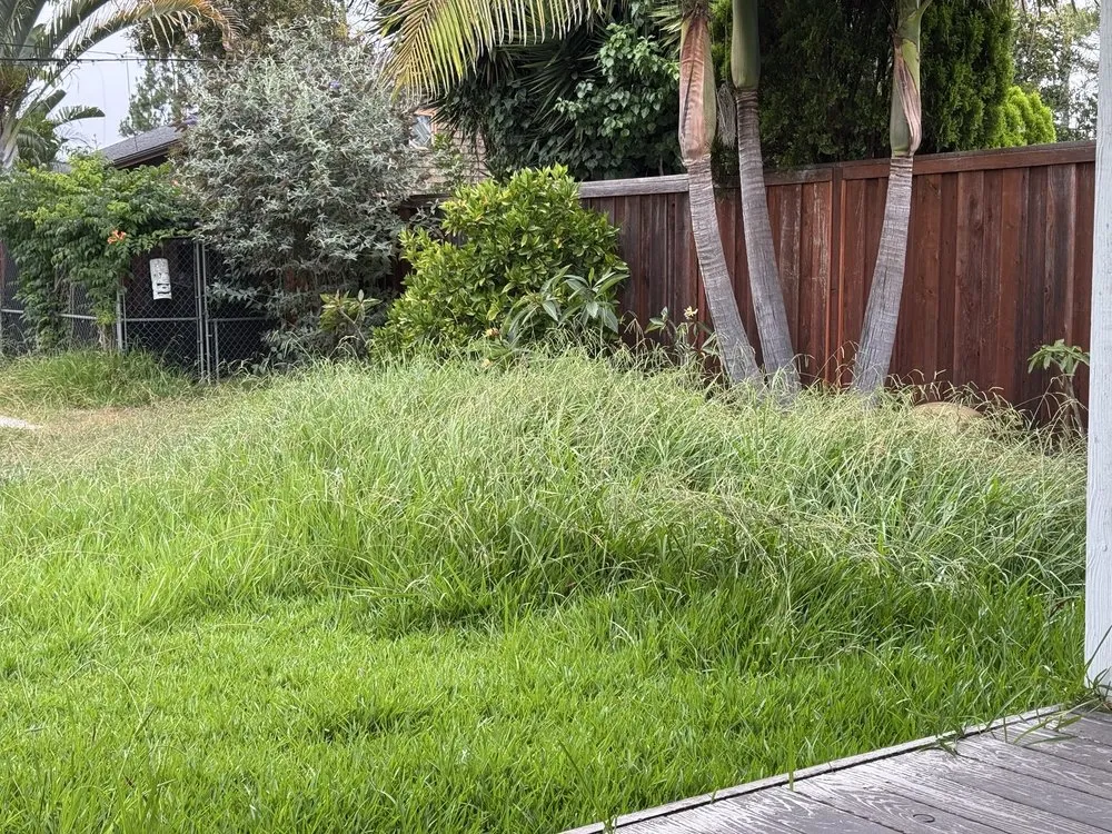 Expert yard maintenance experts serving Costa Mesa, CA - Modern Lawns