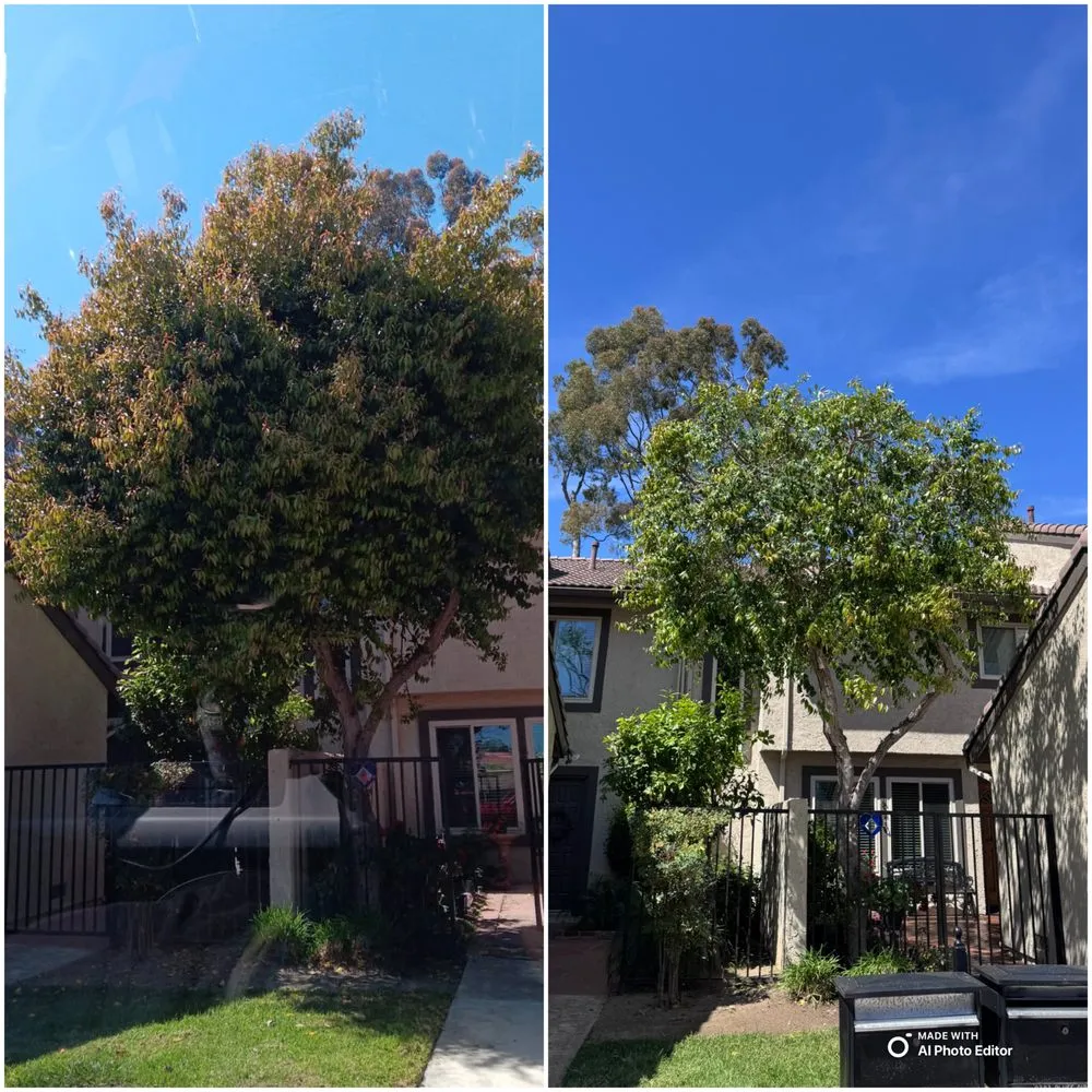 Custom landscape installation for homes across Costa Mesa, CA - Modern Lawns