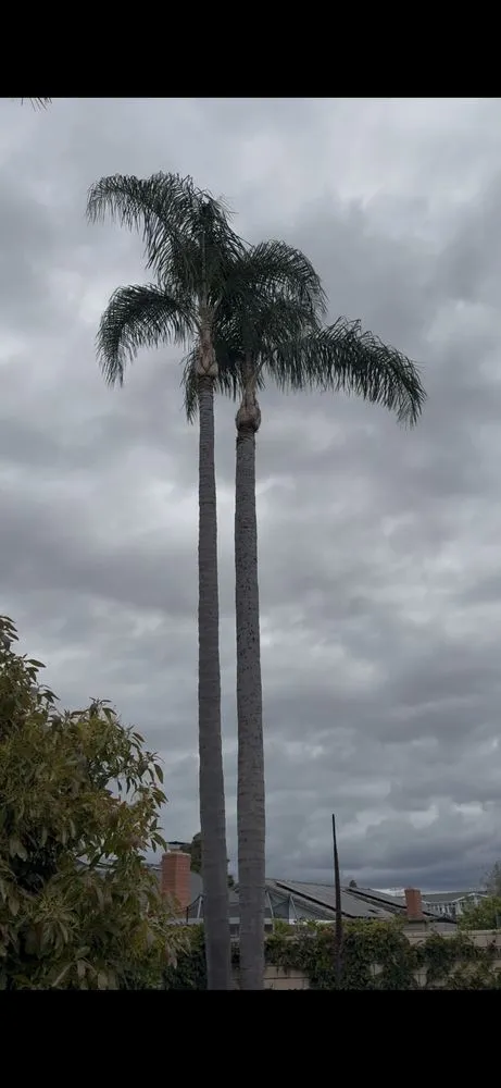 Expert yard maintenance experts serving Costa Mesa, CA - Modern Lawns