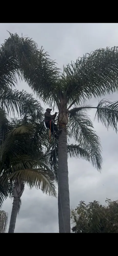 Top-rated residential landscaping in Costa Mesa, CA by Modern Lawns