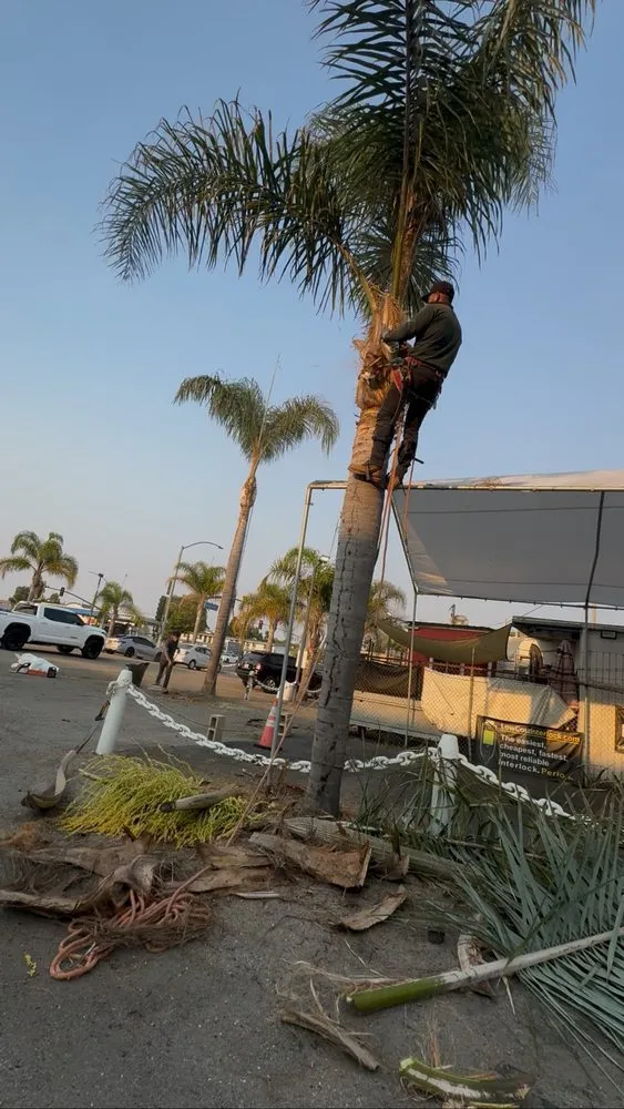 Affordable outdoor landscaping in Costa Mesa, CA by Modern Lawns