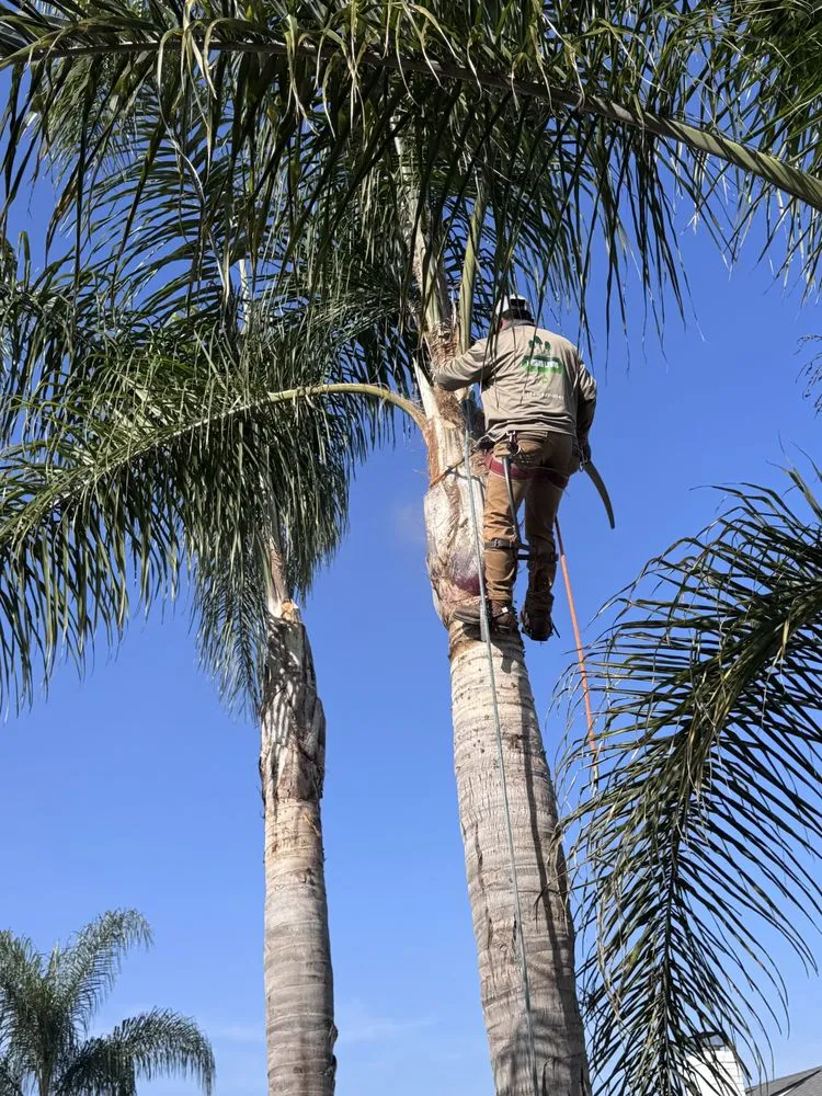 Affordable yard maintenance experts serving Costa Mesa, CA - Modern Lawns