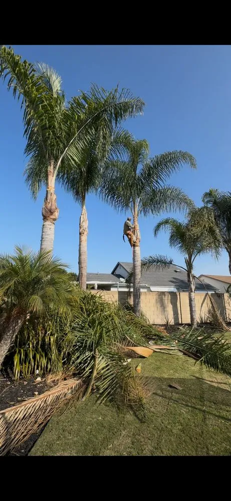 Top-rated outdoor landscaping in Costa Mesa, CA by Modern Lawns