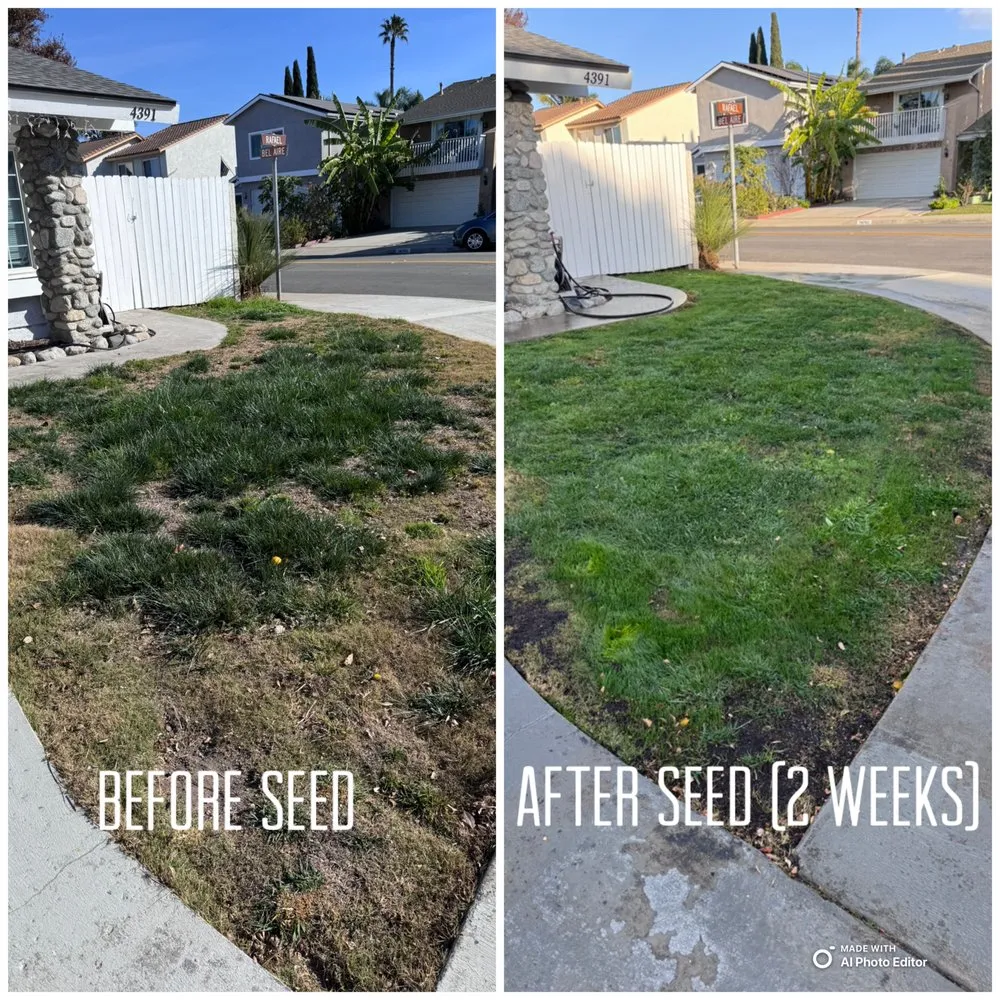 Top-rated yard cleanup service in Costa Mesa, CA by Modern Lawns