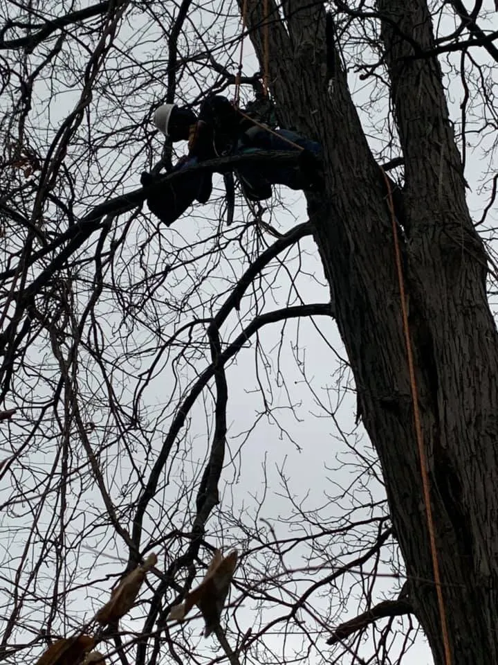 Expert landscaping services in Birmingham, MI - Modern Tree & Landscape