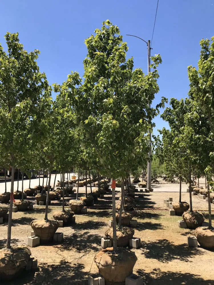 Top-rated yard maintenance in Birmingham, MI - Modern Tree & Landscape