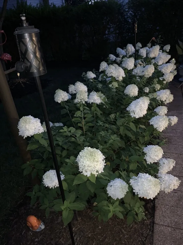 Custom lawn care service in Birmingham, MI - Modern Tree & Landscape