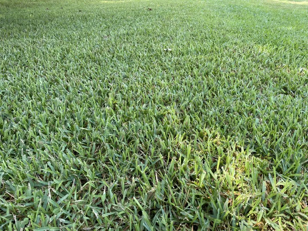 Custom yard cleanup service in Clinton, MS - Modest Mowing