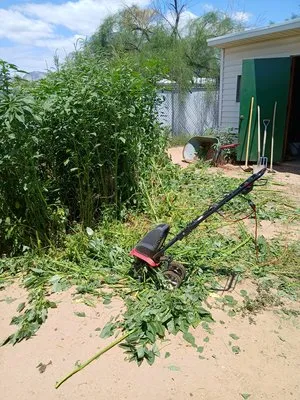 Moe, Blow and GO Logo