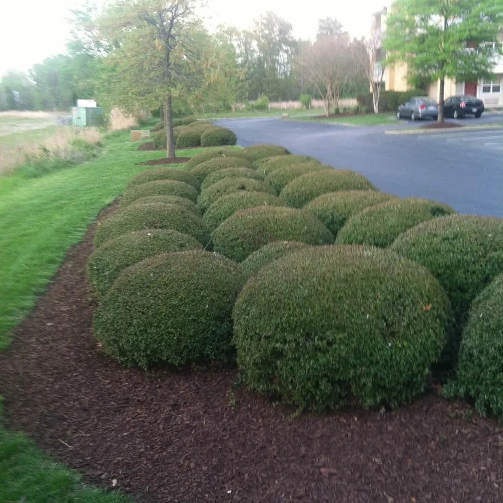 Local landscape installation in Norfolk, VA - Moe's Lawn Care