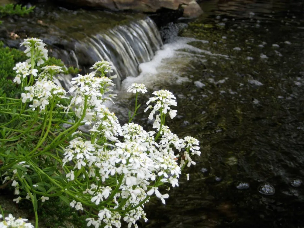 Professional residential landscaping for year-round maintenance in Newtown Square, PA by Moffett Landscaping
