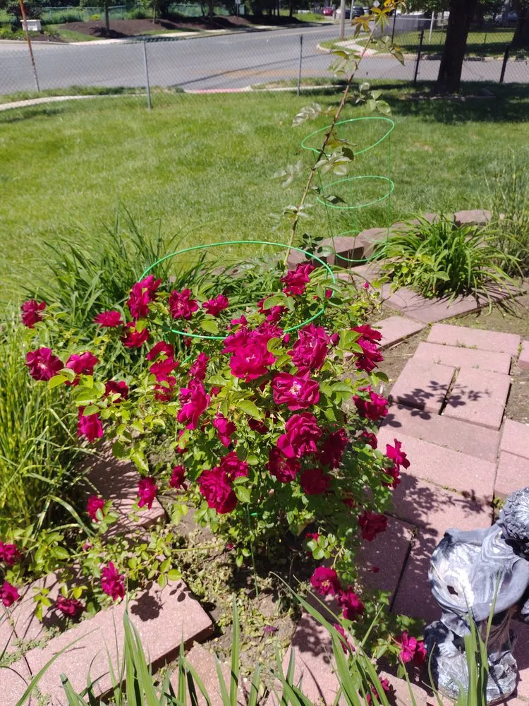 Local landscape installation in Freehold, NJ - Mogz Lawn And Landscape