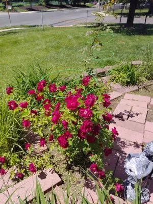 Mogz Lawn And Landscape Logo