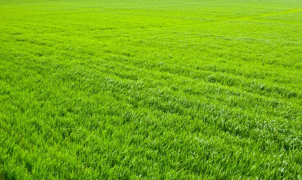 Reliable landscape installation experts serving Springfield, OR - Mohawk Mowing